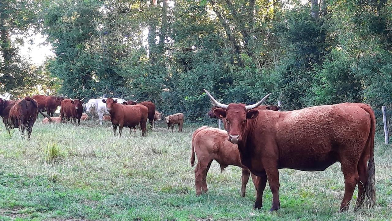 La Menagerie Ξενοδοχείο Maigne Εξωτερικό φωτογραφία